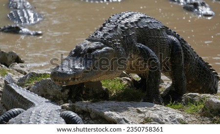 Big alligator coming out of the water, to the rocks in everglades national park, florida wildlife on a sunny day of April.