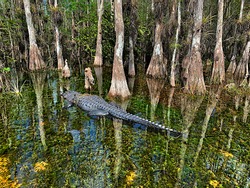 Big Alligator On The Clear Waters Of The Swamp In Big Cypress, Florida