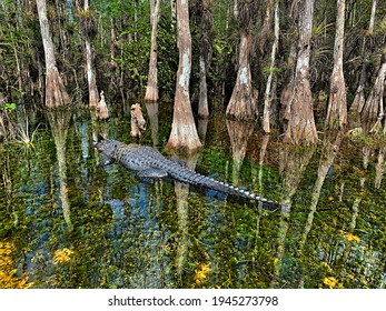 Big alligator on the clear waters of the swamp in Big Cypress, Florida - Shutterstock ID 1945273798
