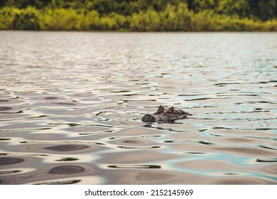 
				big alligator watching outside water in Pantanal, Brazil