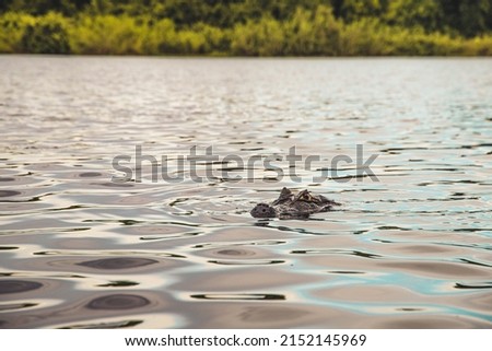 
big alligator watching outside water in Pantanal, Brazil