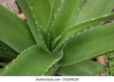 The big aloe vera with green leaves and shape thrones.
