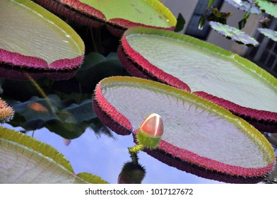 Big Amazon Lily Pads On The Water