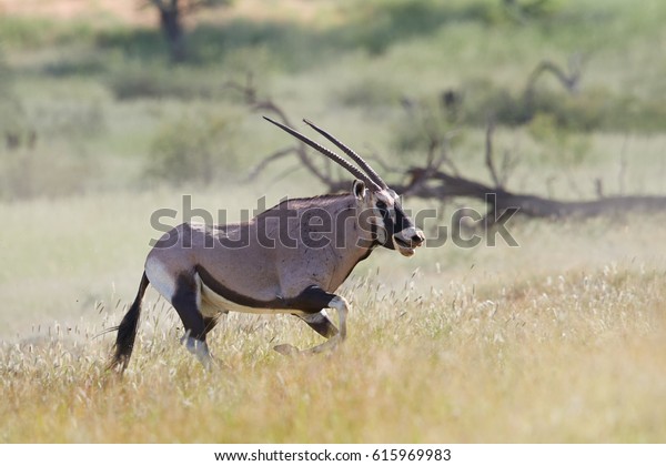 Big Antelope Gemsbok Oryx Gazella Territorial Stock Photo Edit Now 615969983