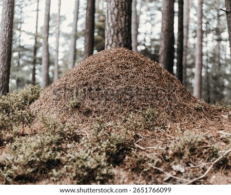 A big anthill in the forest with trees in the background