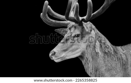 Similar – Ein wilder Rothirsch, Cervus elaphus, isoliert auf schwarzem Hintergrund