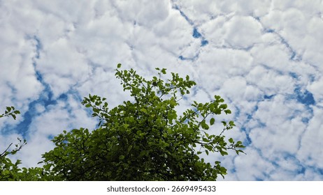 A big apple tree under cloudy sky