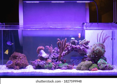 Big Aquarium With Coral Reef Fish Tank