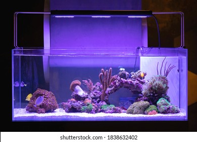großes Aquarium mit Korallenriff-Fischtank