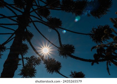 big araucaria tree with the sun - Powered by Shutterstock