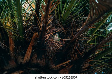 Big Argentina Parrot Nests Palm Tree Stock Photo 605258507 | Shutterstock