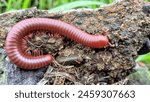 A Big Arthropod,Myriapoda, Milipede, Spirostreptus or Kluwing (class Diplopoda,previously also called Chilognatha).