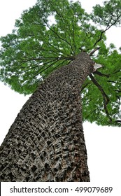 Big Ash Tree Trunk Rough Bark