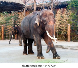 Big Asian Elephant At Seoul Grand Park Zoo