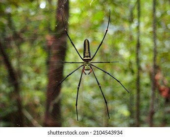 Big Asian Golden Orb Spider 