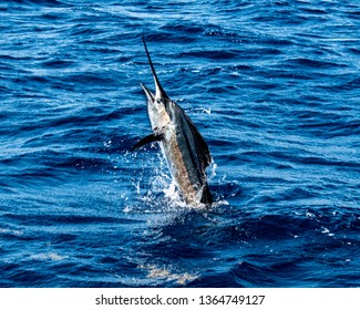 Big Atlantic Sailfish flying out of the water off of West Palm Beach, Florida. The golden brown and blue lines of the fish stand out perfecting in the bright Florida sun. 