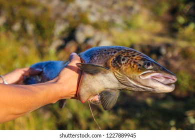 Big Atlantic Salmon In The Hands Of A Fisherman On The Arctic Ocean North Coast