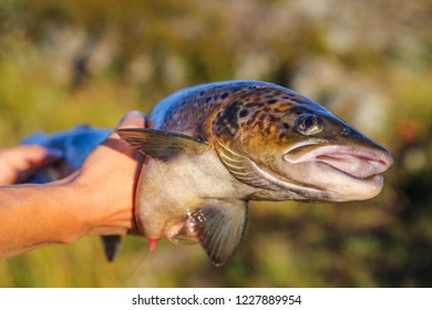 Big Atlantic Salmon In The Hands Of A Fisherman On The Arctic Ocean North Coast