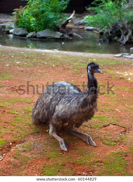 værtinde kanal Odysseus Big Australian Bird Emu Sitting Stock Photo (Edit Now) 60144829