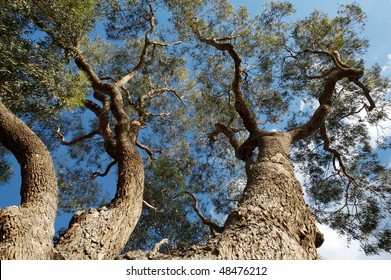 Big Australian Gum Tree Blue Sky On Background