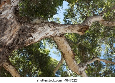 Big Australian Gum Tree Blue Sky On Background