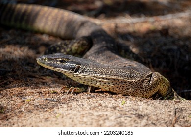 Big Australian Lizard On The Ground