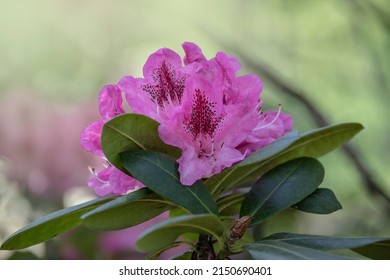 Big azalea or rhododendron in garden. Season of flowering azaleas (rhododendron) at botanical garden