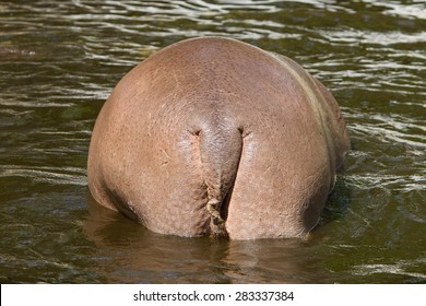 Big backside of an hippo in the water
