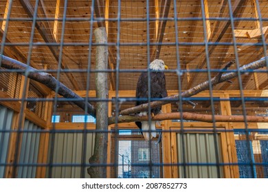 Big Bald Eagle inside Wire Cage