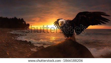 Big Bald Eagle with wings Open sitting on the Ocean Coast during a dramatic sunset. Composite. Backgroun taken in Seaside, Oregon, United States of America.