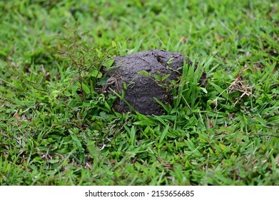 A big ball of elephant dung on green grass.
