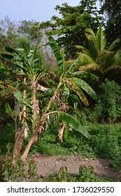 Big Banan Tree On The Branch, With Bananas Growing