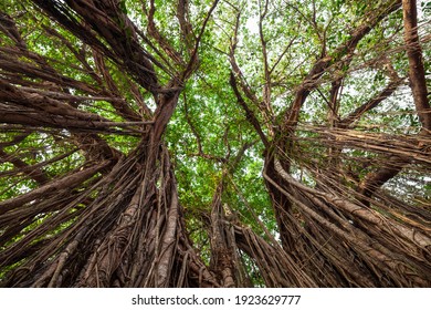 Big banyan or indian ficus tree in Goa in India