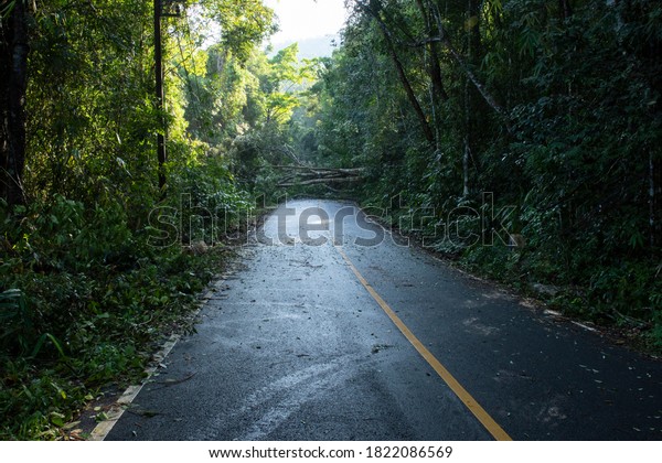Big banyan tree falling trees\
blocking the road in the rainforest                            \
