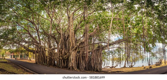 Big banyan tree. Mauritius island. Panorama