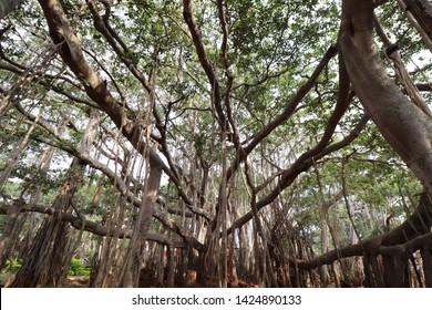 Big banyan tree, near bangalore, wide angle