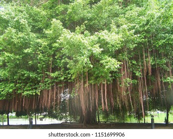 Big Banyan Tree Planted By Lake Stock Photo 1151699906 | Shutterstock