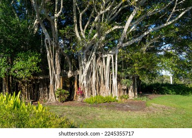 A big banyan tree is shown. A banyan is a fig that develops accessory trunks from adventitious prop roots allowing the tree to spread outwards indefinitely. - Shutterstock ID 2245355717
