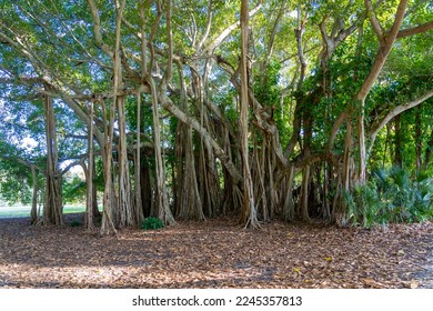A big banyan tree is shown. A banyan is a fig that develops accessory trunks from adventitious prop roots allowing the tree to spread outwards indefinitely. - Shutterstock ID 2245357813