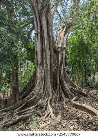 Big banyan tree trunk in the forest