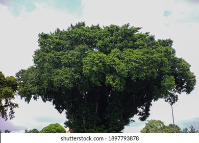 Big Banyan Tree Yogyakarta Indonesia Huge Stock Photo (Edit Now) 1897793878