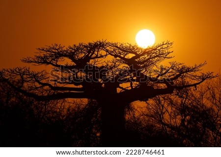 Similar – Image, Stock Photo Majestic Baobab Tree by the Shore at Praia Emilia