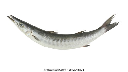 Big Barracuda Fish Isolated On White Background