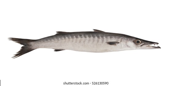 Big Barracuda Fish Isolated On White Background