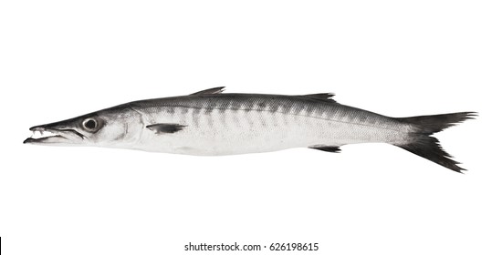 Big Barracuda Fish Isolated On White Background