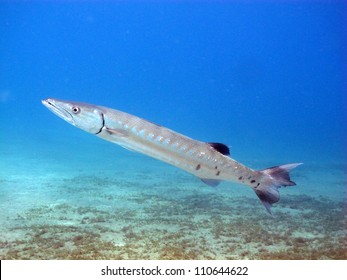 Big barracuda hunting - Great barracuda (Sphyraena barracuda)