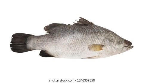 Big Barramundi Seabass Fish Isolated On Stock Photo 1246359550 ...