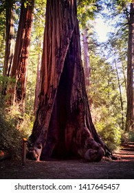 Big Basin Redwoods State Park