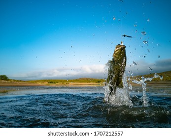 Big Bass Large Mouth - Fishing On Lake With Blue Sky At Dawn, Sunrise