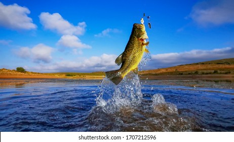 Big Bass Large mouth - Fishing on lake with blue sky at dawn, sunrise